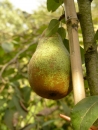 Pyrus 'Gräfin von Paris'