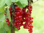 Ribes rubrum 'Rolan'